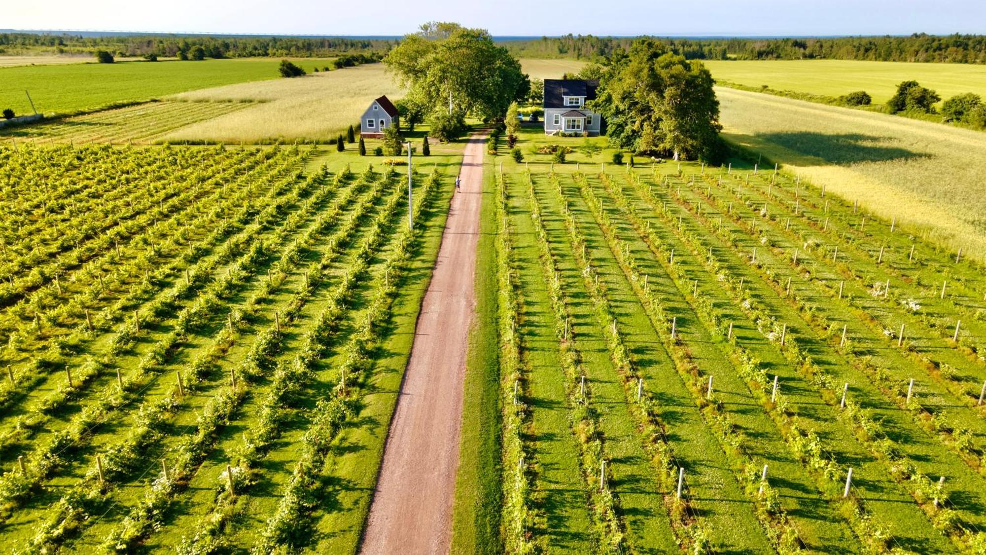 Sunbury Cove Winery Bed & Breakfast Miscouche Bagian luar foto